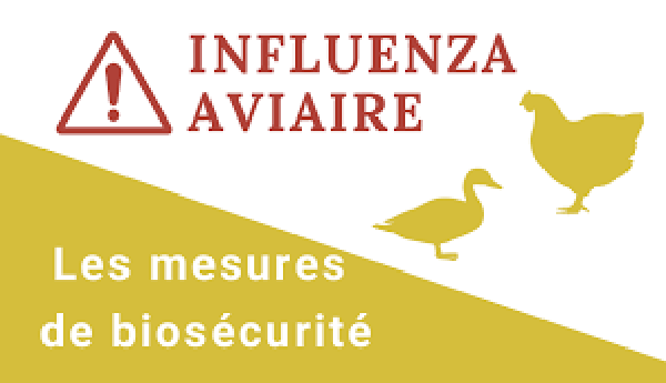 Grippe Aviaire
